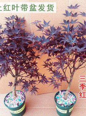 嫁接日本红枫树苗 三季红红枫盆栽盆景 红枫树桩 带叶子原土发货
