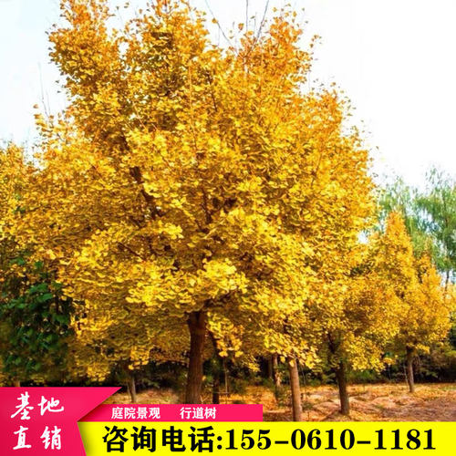 程行种植杏小金树道化苗