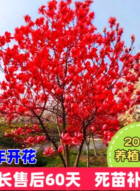 玉兰花树苗当年开花养不活补发