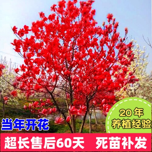 玉兰花树苗当年开花养不活补发