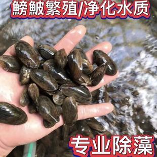 杜氏河蚌观赏圆顶蚌鳑鲏繁殖观赏净水净水河蚬子鲜活吃鱼粪便生物