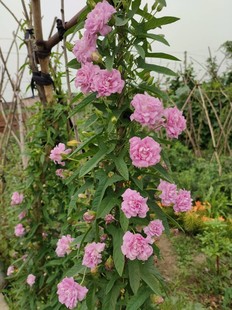 包邮 缠枝牡丹花种植根16元 20个花根