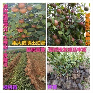 高产嫁接油茶苗茶籽树苗白花大果嫁接茶籽树山茶油苗长林系列南方