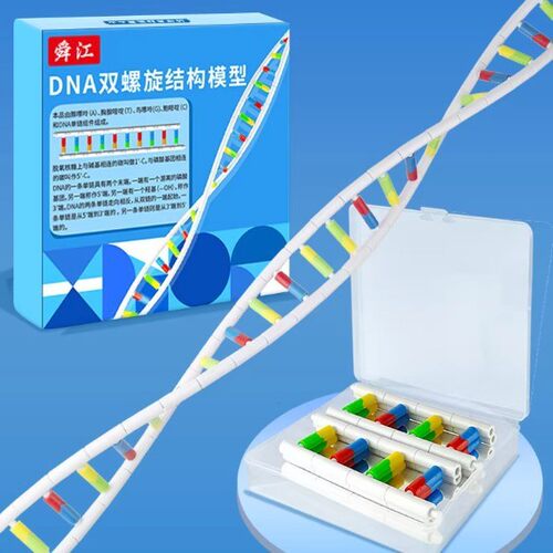 高中DNA双螺旋结构模型60cm大号带底座碱基遗传基因生物科学T580