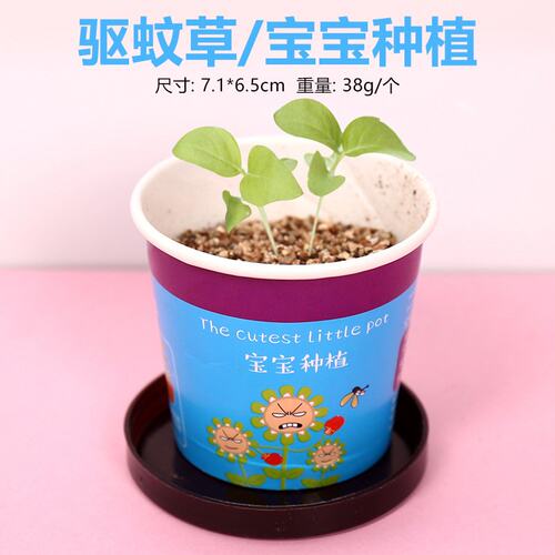 迷你宝宝种植绿植小孩小盆栽幼儿园开心农场儿童种植草娃娃植V777