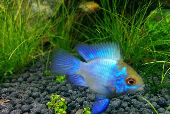 特价促销阿凡达波子小鱼 蓝波子 观赏鱼 热 带鱼活体成都