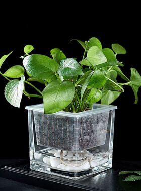 瓶水培创意器皿容器花盆铜钱萝水养白掌玻璃草绿吊兰方形透明植物