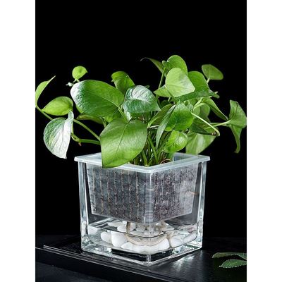 瓶水培创意器皿容器花盆铜钱萝水养白掌玻璃草绿吊兰方形透明植物
