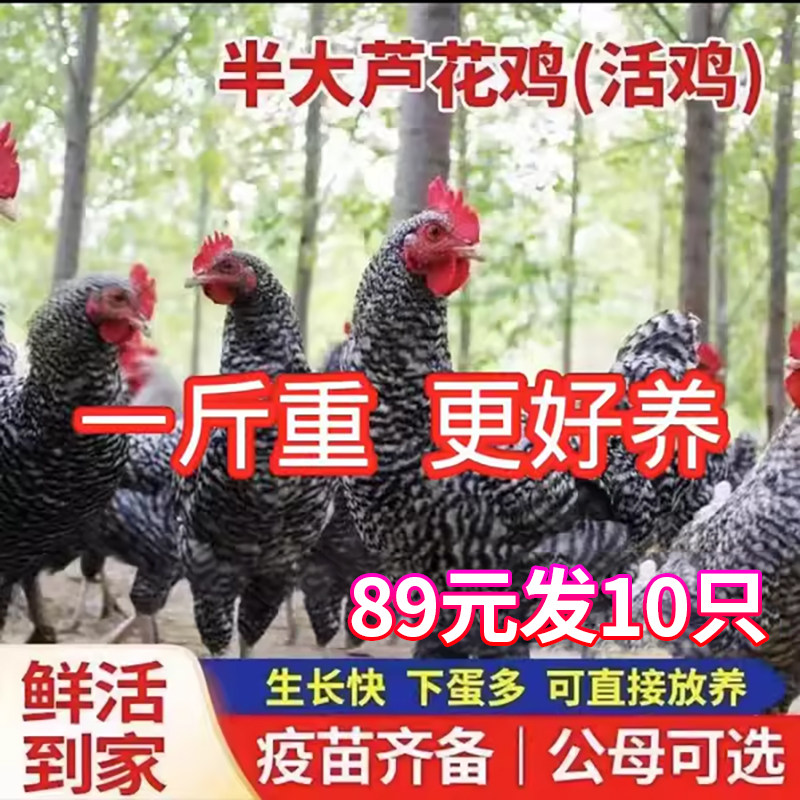 散养一斤芦花鸡活苗芦花纯种芦花鸡汶上芦花鸡小鸡活苗成年芦花鸡