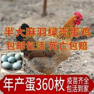正宗散养半大高产绿壳蛋鸡苗麻羽土鸡活苗小鸡活苗蛋鸡产蛋鸡苗