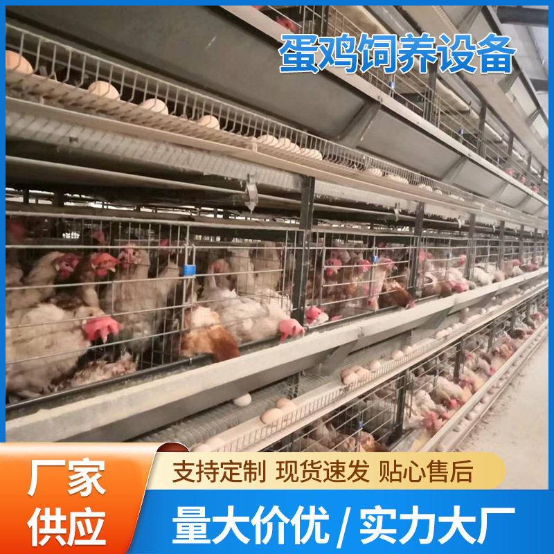 大层叠蛋鸡笼养鸡设备蛋鸡笼批发养殖简易层叠蛋鸡笼子鸡场专用
