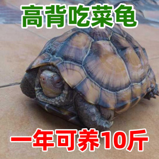 陆地巨型龟吃菜龟特大乌龟活物中华小乌龟宠物大型罕见家养