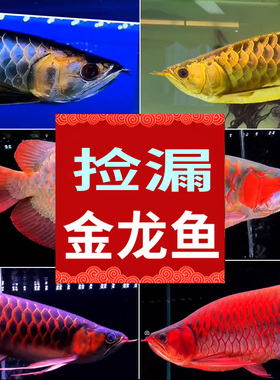 金龙鱼活鱼活体印尼练手小红龙苗高背金龙鱼活体热带观赏鱼幼鱼