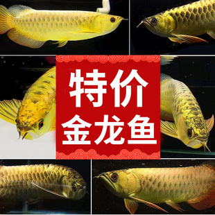 捡漏金龙鱼活鱼金龙鱼鱼苗金龙鱼幼苗活体印尼辣椒红龙红龙 鱼苗