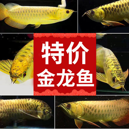 捡漏金龙鱼活鱼金龙鱼鱼苗金龙鱼幼苗活体印尼辣椒红龙红龙 鱼苗