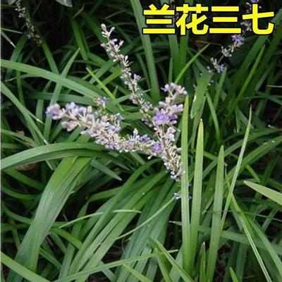 四季常青兰花四季常青兰花三七