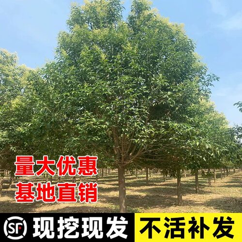 耐寒庭院室外春季风景树