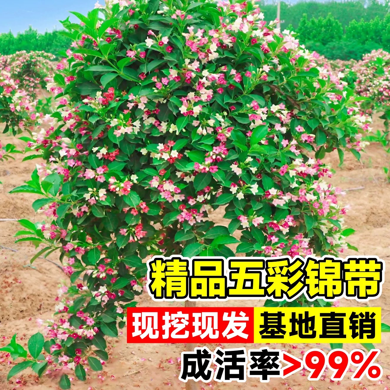 耐寒耐冻花园绿化四季七彩锦带