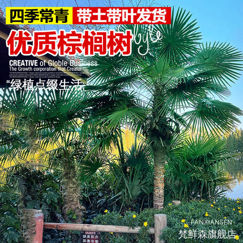 棕榈树苗四季常青绿化苗木