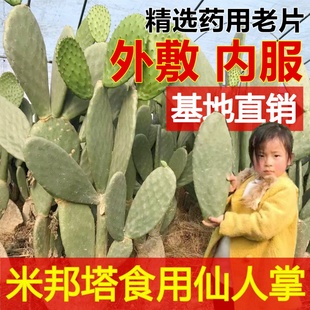 仙人掌食用药用外敷内服美容种植嫁接米邦塔无刺新鲜仙人掌粉果苗