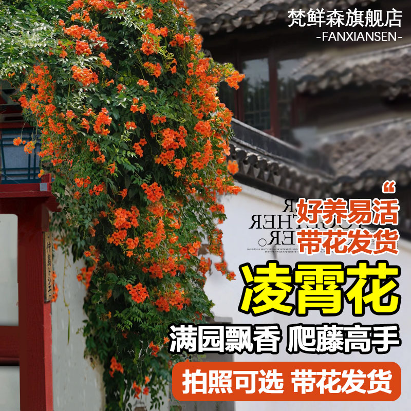 凌霄攀援植物20万花友热销款
