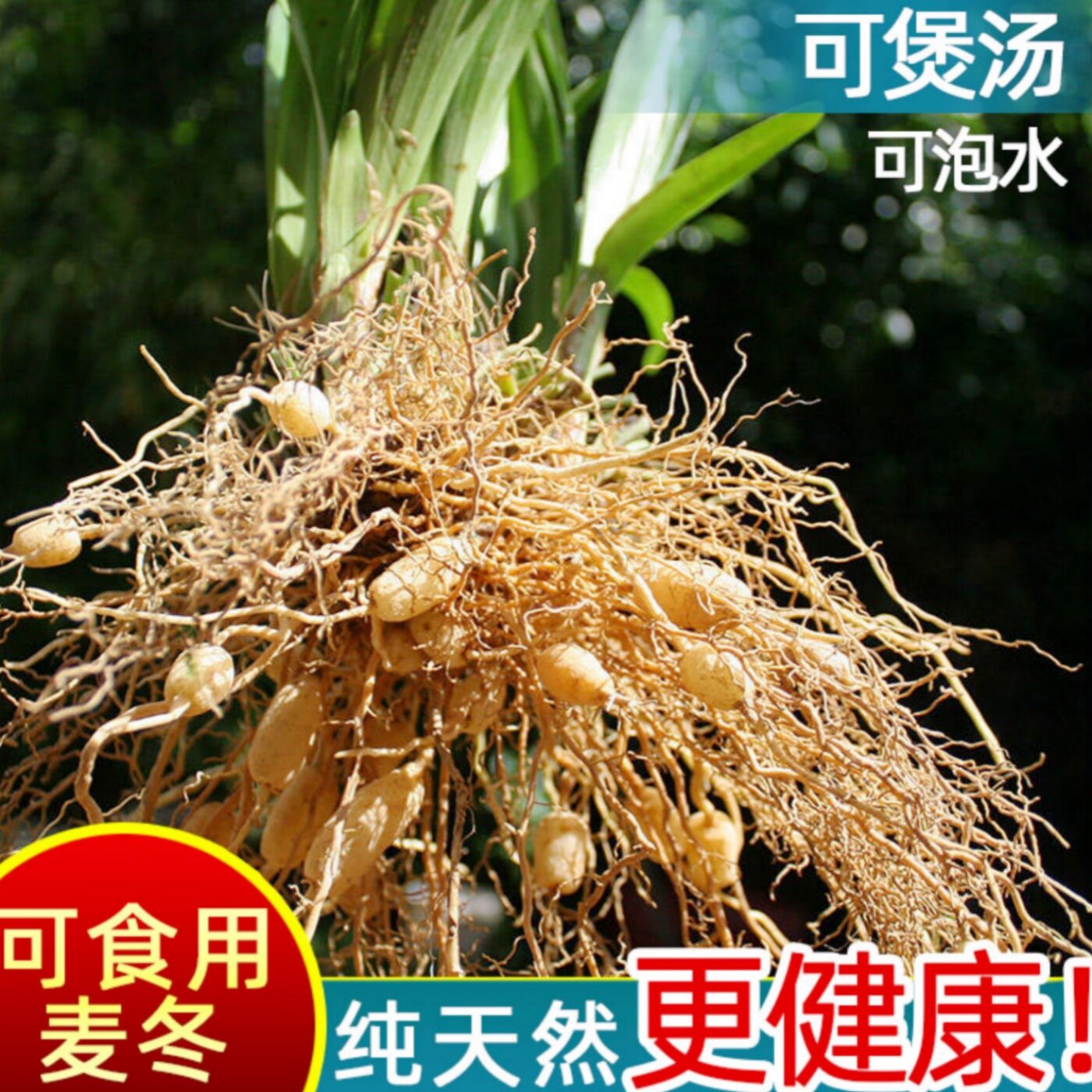 绿化麦冬草麦冬草苗食用图片