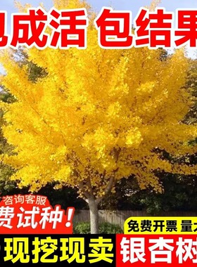 银杏树苗金叶白果活苗别墅庭院绿化苗木银杏大树行道树南北方种植