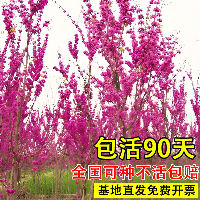 室外耐冻庭院四季基地种植花园图片