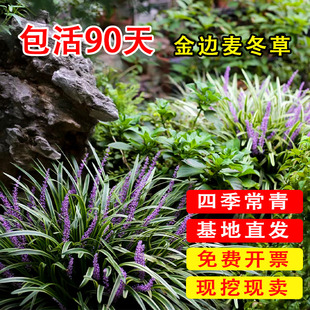 金边麦冬草苗玉龙草别墅庭院草坪日本矮麦冬草阔叶耐寒地被植物苗