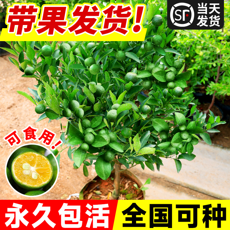 带土球超大号带果四季带花苞