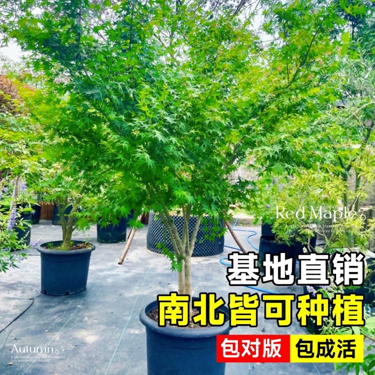 树苗鸡爪槭庭院植物红枫树苗图片
