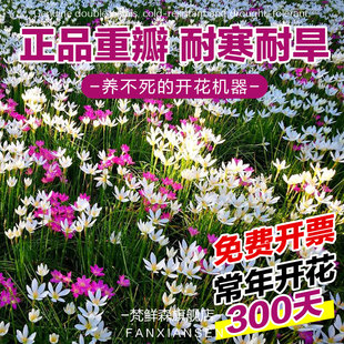 葱兰花苗花卉多年生阳台耐寒四季播种庭院阳台绿化花苗风雨兰种球