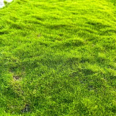 仿真苔藓植绒绿色假苔藓 青苔微景观盆景装饰N材料 草坪草皮装饰