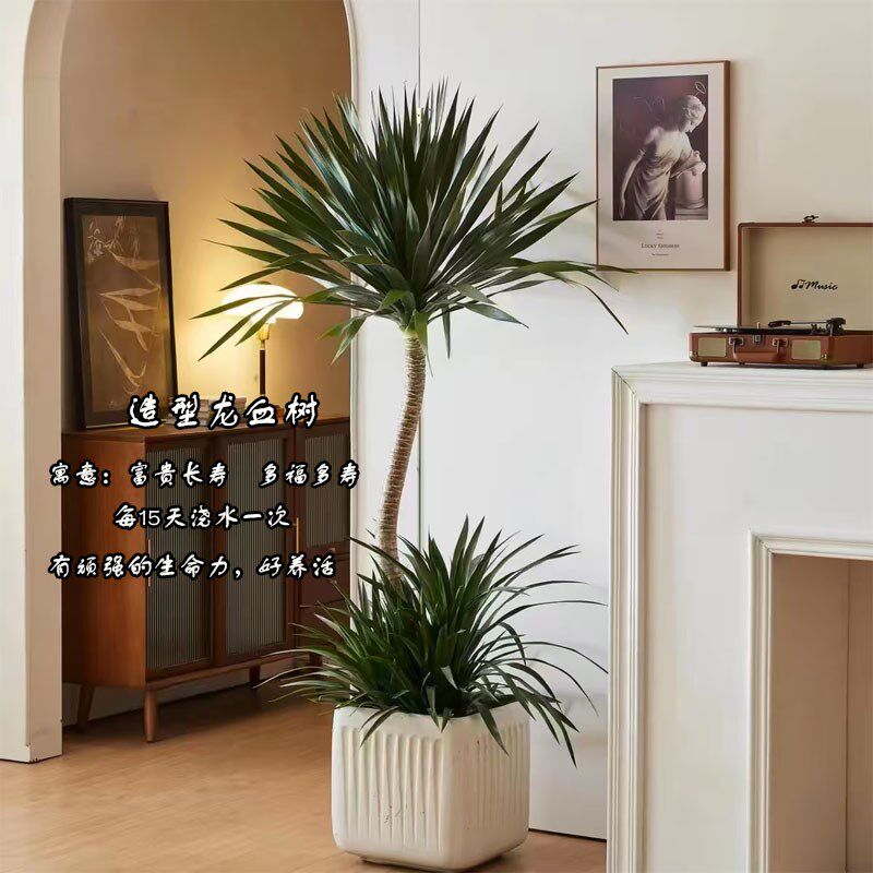 造型龙血c树客厅绿植室内大型盆栽办公室植物好养活净化空气龙须