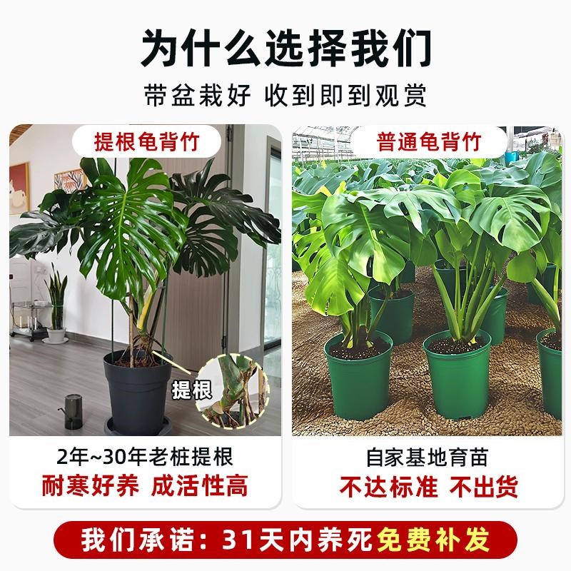 大叶龟背竹客厅大盆栽q室内植物办公室电视柜大型落地绿植老桩好