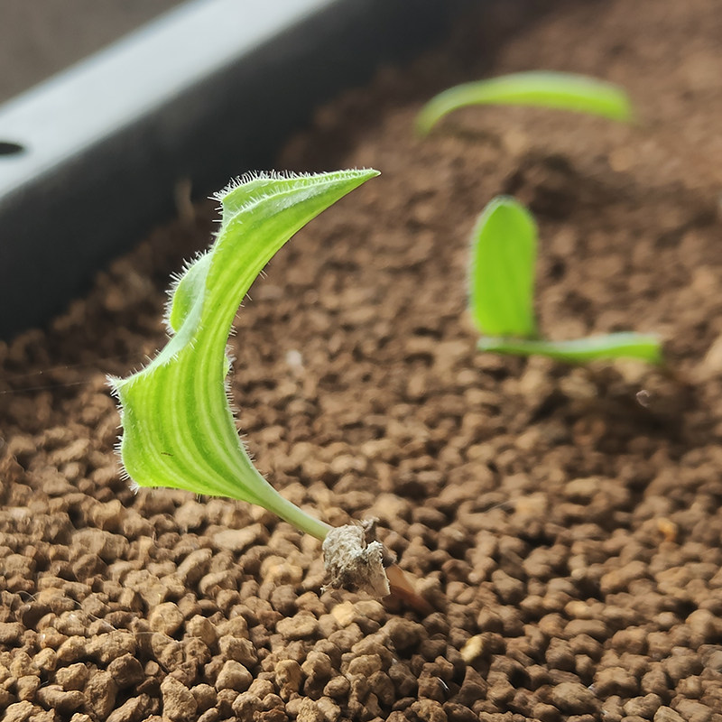 毛爱心雾冰玉 波动雾冰玉 块根P 球根 多肉植物