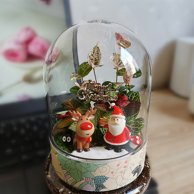 包邮生态瓶苔藓微景观diy套装植物玻璃罩瓶材Q料暖场活动手工盆栽