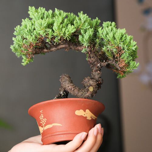正宗新西兰珍f珠柏造型盆景四季常青绿植老桩一物一拍柏树小盆栽