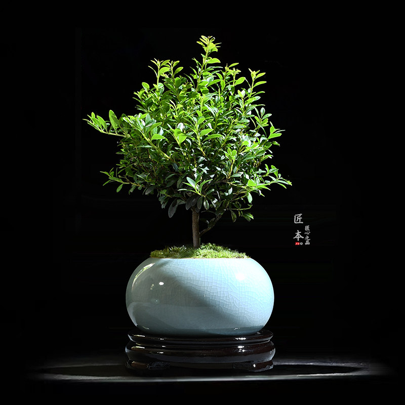 小叶赤楠盆d景办公室花卉绿植室内好养四季常青植物创意迷你小盆,鲜花速递/花卉仿真/绿植园艺,绿植,淘宝优惠券,粉丝福利购,淘宝优惠卷