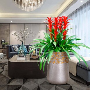 鸿运当头a室内客厅花卉真盆栽绿植办公室植物积水凤梨乔迁开业送