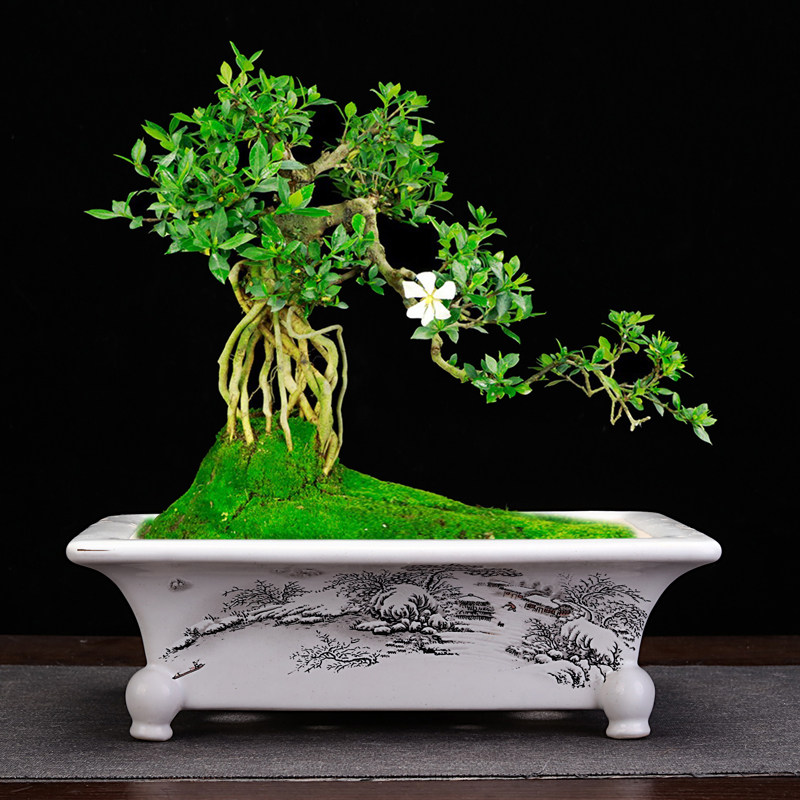 紫砂花盆釉面长方形马槽精品冰裂纹桌H面多肉植物盆景文竹老桩包,鲜花速递/花卉仿真/绿植园艺,花盆,淘宝优惠券,粉丝福利购,淘宝优惠卷