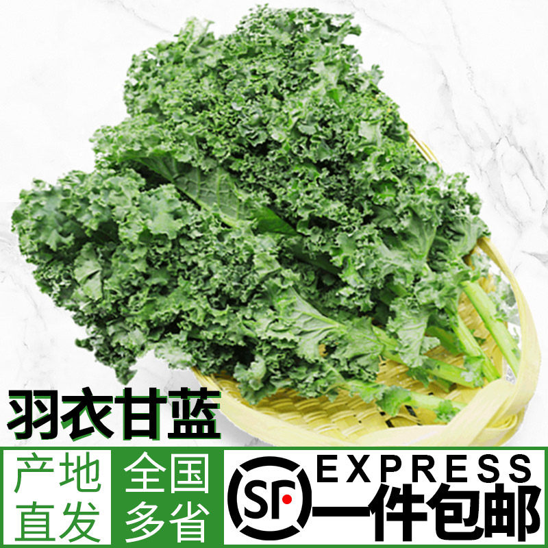 新鲜羽衣甘蓝2斤健身轻食榨汁kale西餐蔬菜嫩叶甘兰叶牡丹 包邮
