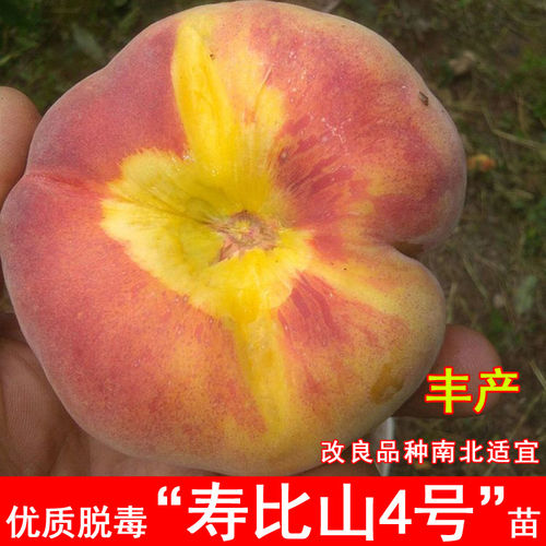 嫁接寿比山4号桃树苗8月成熟黄肉黄金油蟠桃苗北南方种植当年结果