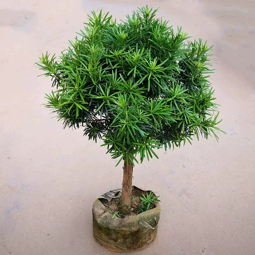 罗汉松树苗大叶小米雀舌盆栽盆景阳台黑珍珠带土球耐特寒常青植物