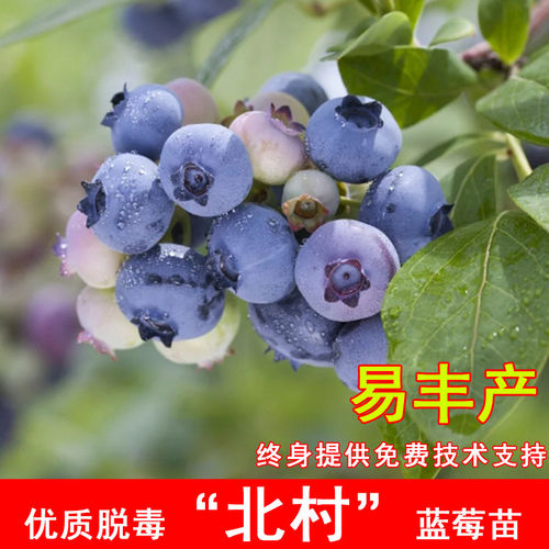 北村蓝莓树果苗耐寒矮丛蓝莓树苗南北方带土种植盆栽地栽当年结果