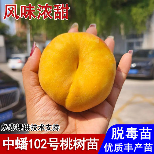 嫁接中蟠102蟠桃树苗6月成熟脆甜毛蟠桃苗盆栽庭院南北方当年结果