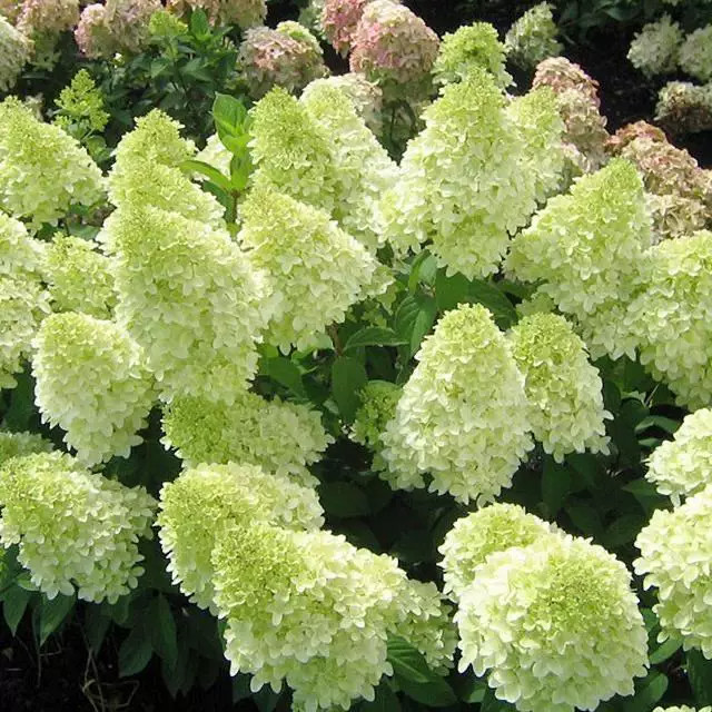 圆锥绣球盆栽花苗石灰灯香草草莓北极熊阳台花园庭院耐寒花卉植物