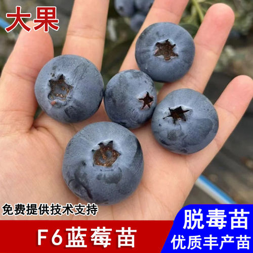 新品种F6蓝莓树果苗南高丛四季蓝莓苗盆栽地栽南北方种植当年结果