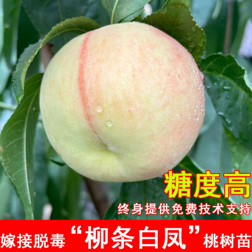 嫁接柳条白凤水蜜桃树苗8月成熟阳山白凤水蜜桃苗北南方当年结果