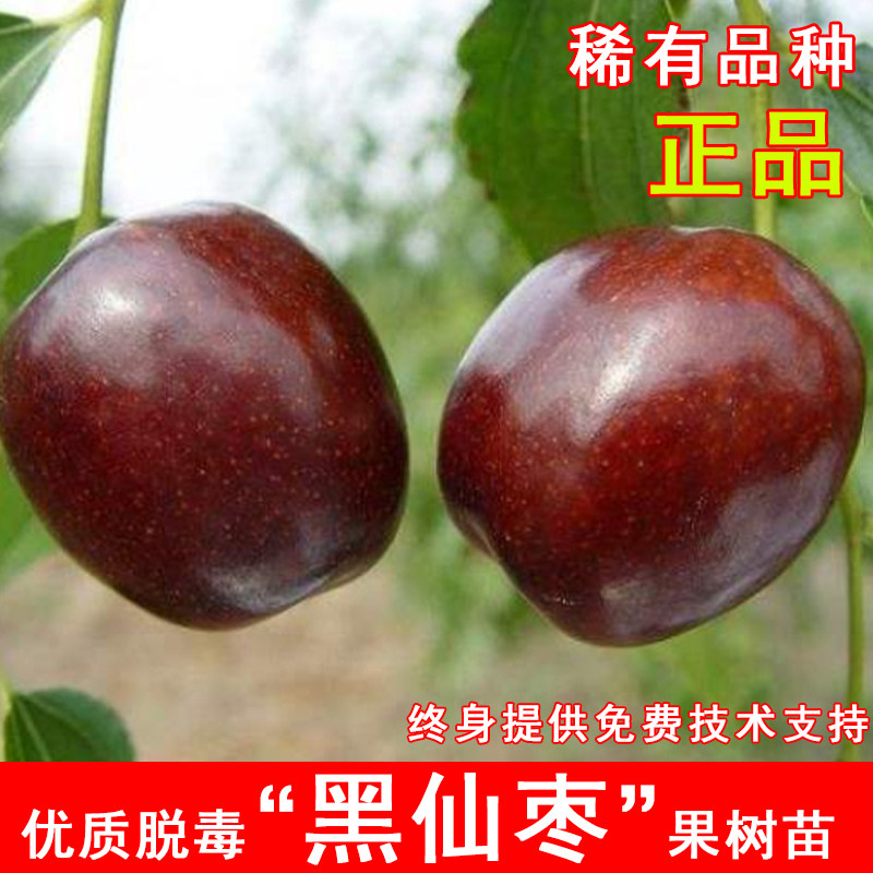 新品种黑仙枣树活苗嫁接特大黑枣树果苗耐寒北方南方种植当年结果图片